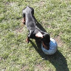 Gravhund W. Dolce di frutta