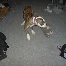 Amerikansk bulldog Pink. R.I.P 27/7-09