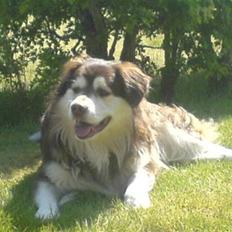 Blanding af racer Wizard