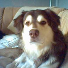 Blanding af racer Wizard