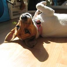 Jack russell terrier Chilli