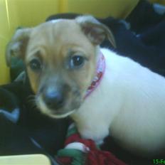 Jack russell terrier Chilli