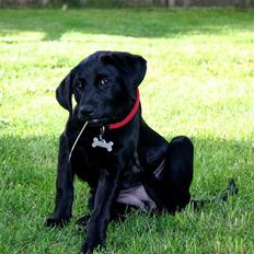 Labrador retriever Mollie