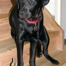 Labrador retriever Mollie