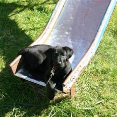 Labrador retriever Mollie