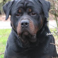 Rottweiler Jack 