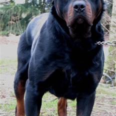 Rottweiler Jack 