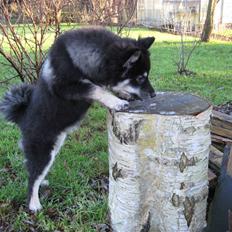 Finsk lapphund Finda Dusty Diva