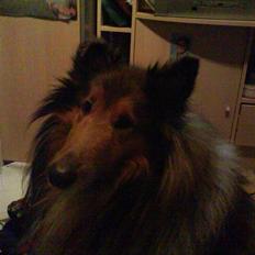 Collie langhåret Futte