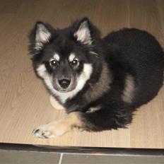 Finsk lapphund Finda Dusty Diva