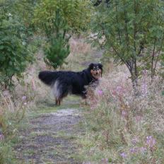 Blanding af racer Cato