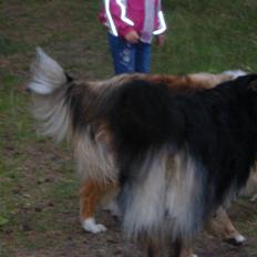 Blanding af racer Cato