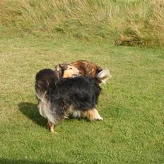 Blanding af racer Cato