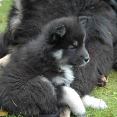 Finsk lapphund Finda Dusty Diva