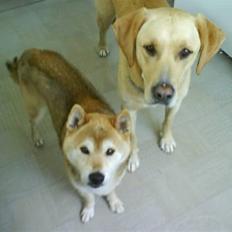 Labrador retriever Kvik