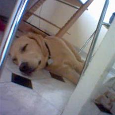 Labrador retriever Kvik