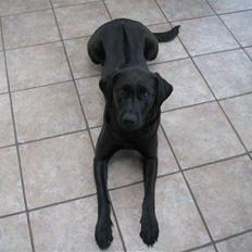 Blanding af racer Sif