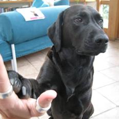 Blanding af racer Sif