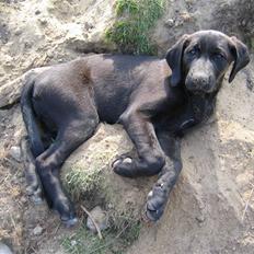 Blanding af racer Sif