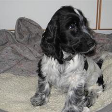 Cocker spaniel Moetly R.I.P