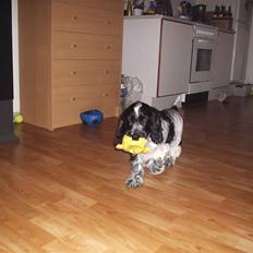 Cocker spaniel Moetly R.I.P