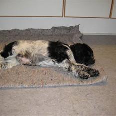 Cocker spaniel Moetly R.I.P