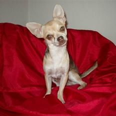 Chihuahua Bailey