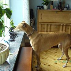 Greyhound Albert, død 2. aug. 2010 