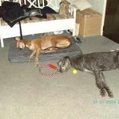 Greyhound Albert, død 2. aug. 2010 