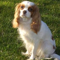 Cavalier king charles spaniel Fluffy