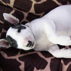 Bullterrier miniature Enoddens Bob´s your uncle