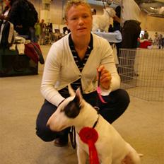 Bullterrier miniature Enoddens Bob´s your uncle