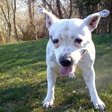 Staffordshire bull terrier Freja (Liza Kabri)