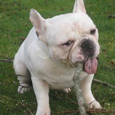 Fransk bulldog Ronni