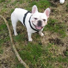 Fransk bulldog Ronni