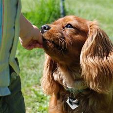 Cavalier king charles spaniel Blue Bell (Diesel) V.P.P
