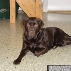 Labrador retriever Luna (Vita)