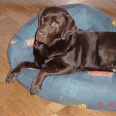 Labrador retriever Luna (Vita)