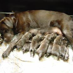 Labrador retriever Luna (Vita)