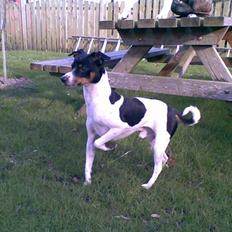 Dansk svensk gaardhund Ricky