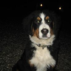 Berner sennenhund Buller