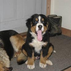 Berner sennenhund Buller