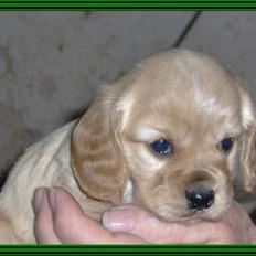 Blanding af racer Molly - den smukkeste himmelhund