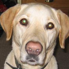 Labrador retriever Buster