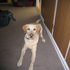 Labrador retriever Buster