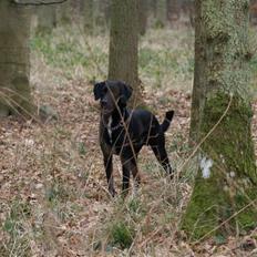 Blanding af racer Lucas