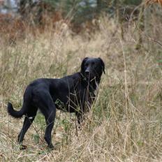 Blanding af racer Lucas