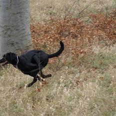 Blanding af racer Lucas