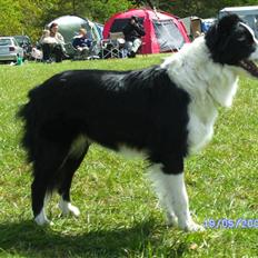 Border collie Hidden farms Heather Fraj