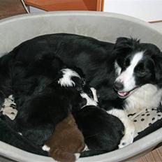 Border collie Hidden farms Heather Fraj